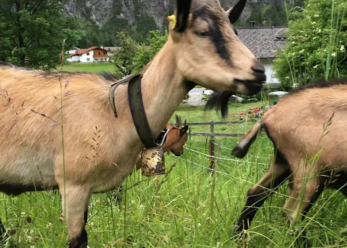 Apartmán Haus Anemone